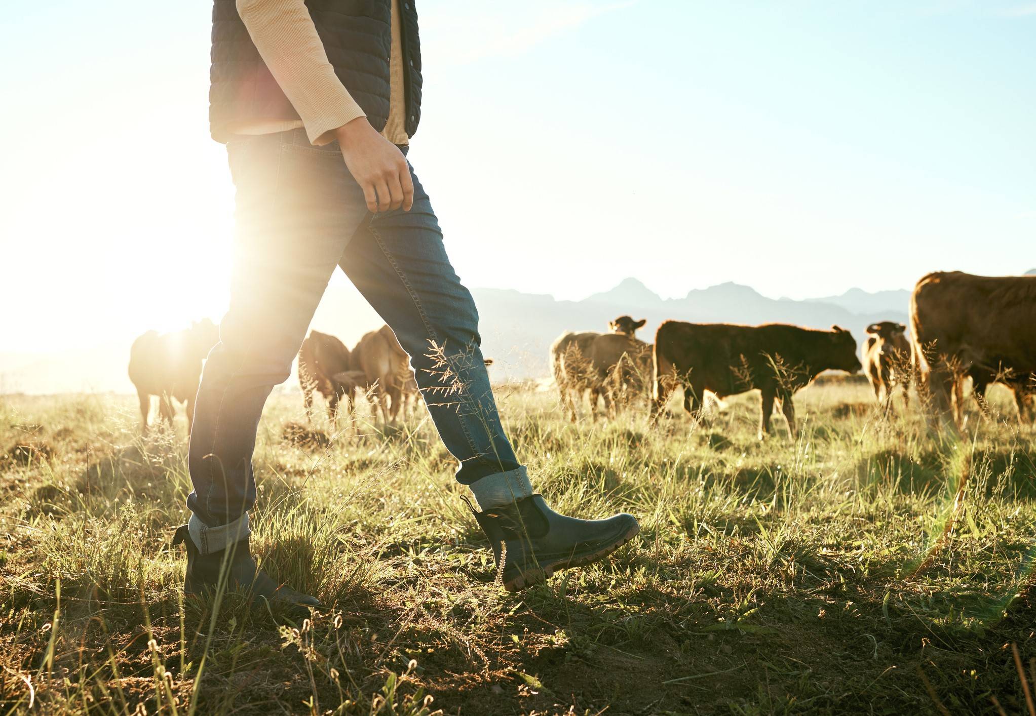 Provisions vaches laitières